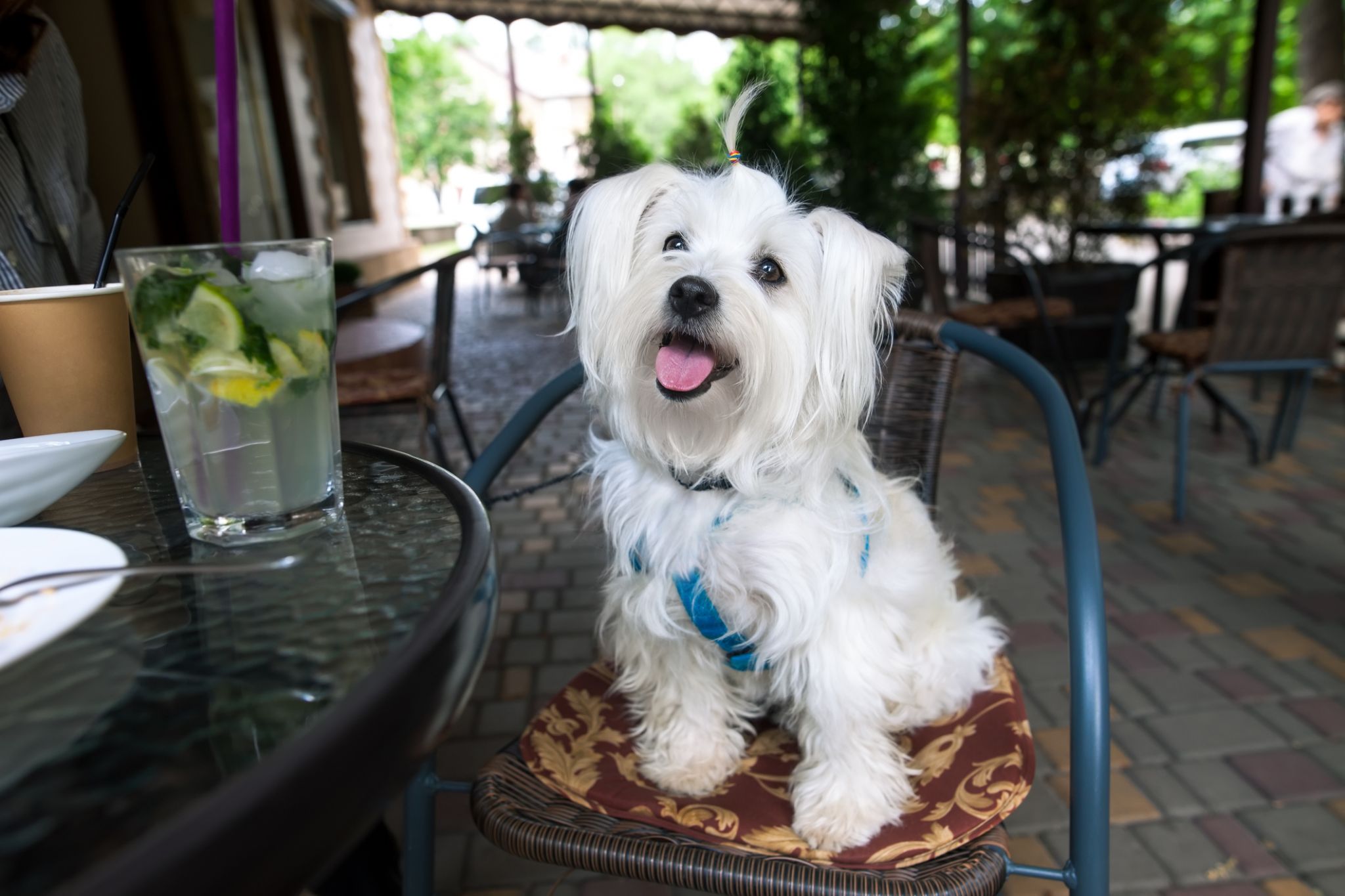 Pups, suds and grub 16 dogfriendly bars, restaurants with patios in