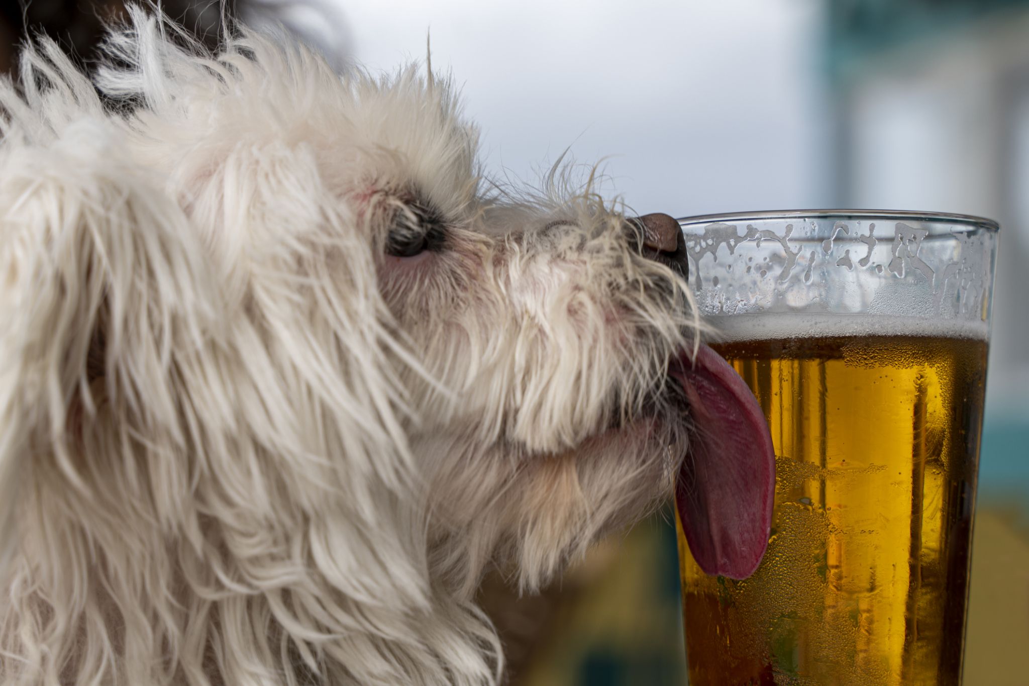 11 dogfriendly bars, restaurants with patios in Seattle