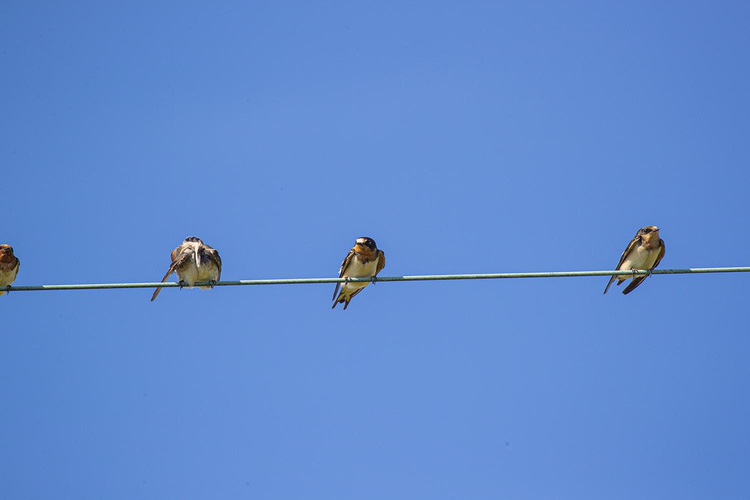 Birds migrate south to find better food sources