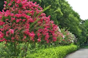 Here’s why your crape myrtle isn’t blooming