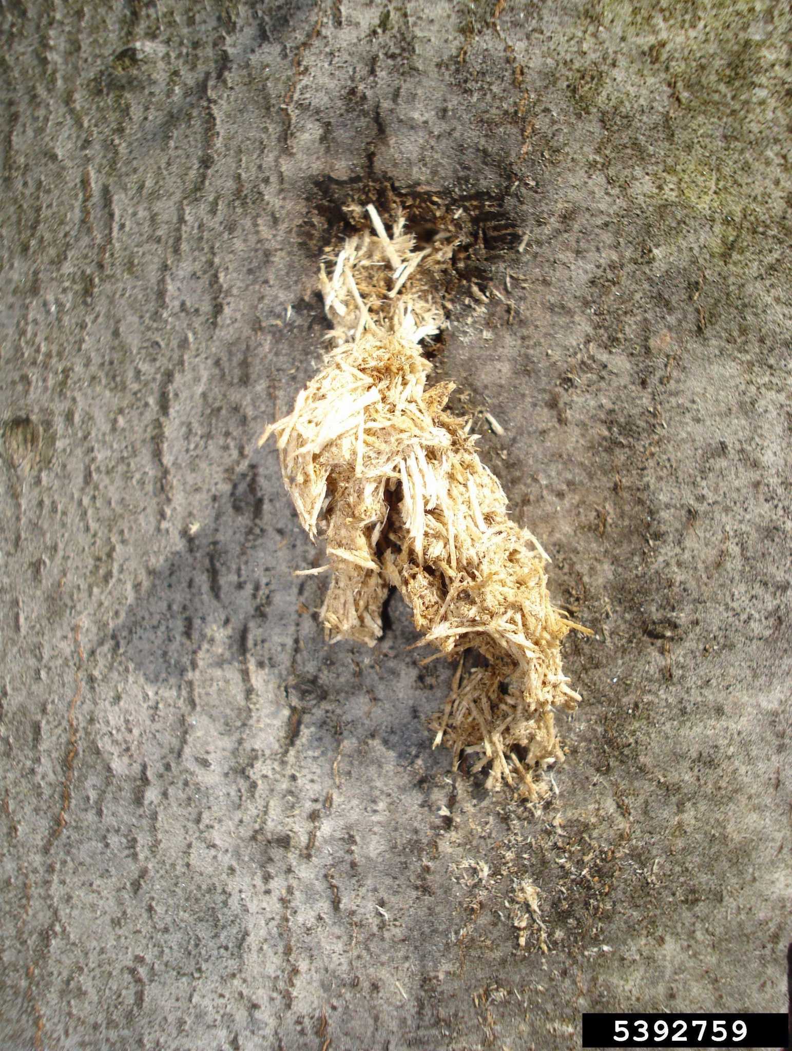 Check trees in August for signs of the Asian longhorned beetle