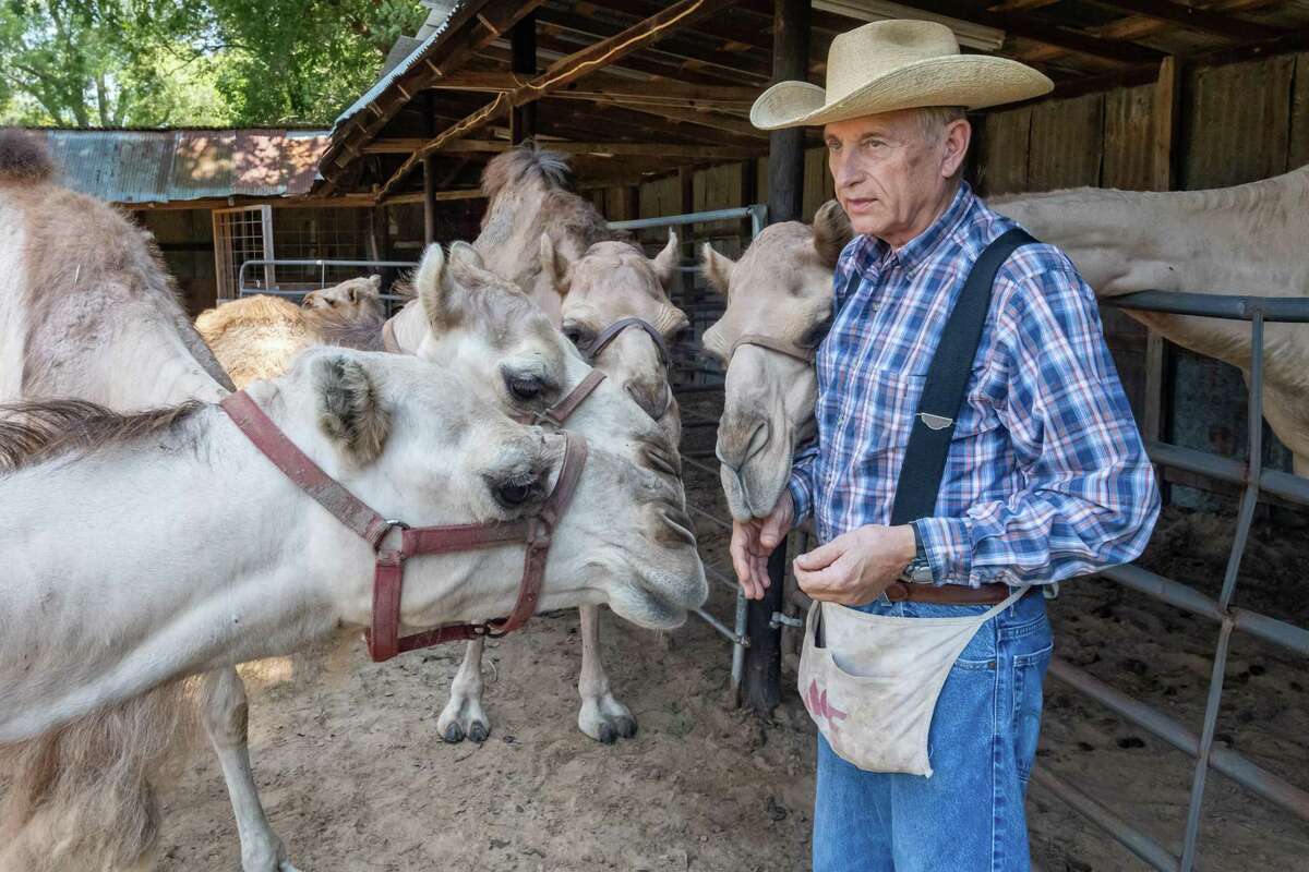 Dr. Ron McMurry MD shares some treats with some of his camels on his farm in Jasper County. They know he always has treats for them. Photo made on August 4, 2020. Fran Ruchalski/The Enterprise