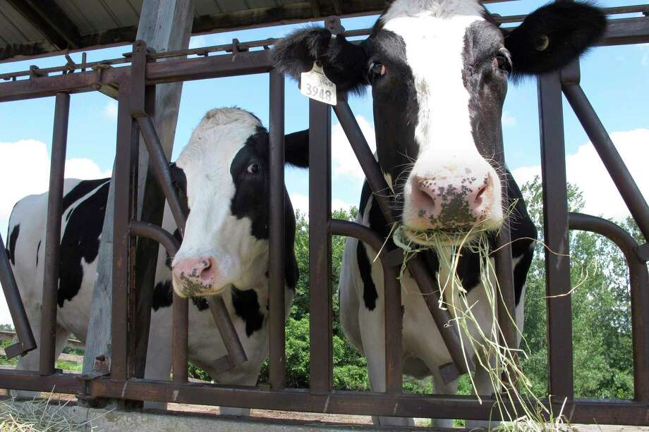 FILE - Cows on pasture at the University of Vermont dairy farm eat hay in a Thursday, July 23, 2020 file photo, in Burlington, Vt. The dairy industry has a familiar question for you: "Got milk?" Six years after the popular tagline was retired, "Got milk?" ads are back. The dairy industry is reviving the campaign hoping to prolong the U.S. sales boost milk has gotten during the pandemic. (AP Photo/Lisa Rathk, Filee) / Copyright 2020 The Associated Press. All rights reserved.