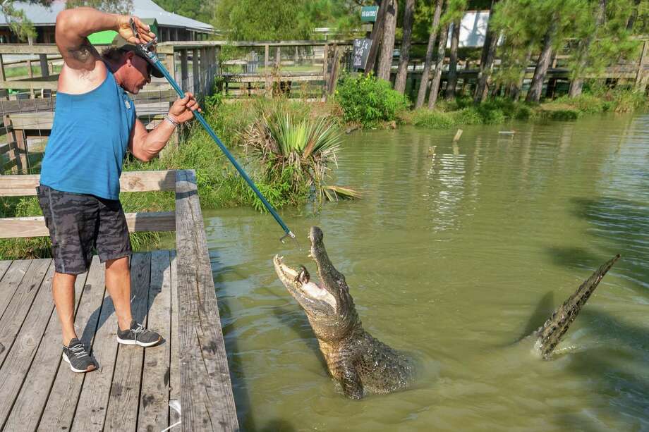 11 Foot Gator Settles Into New Home Beaumont Enterprise 0770