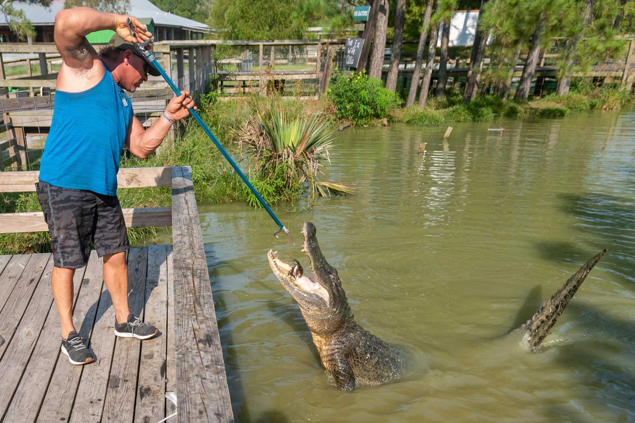 11 foot gator settles into new home