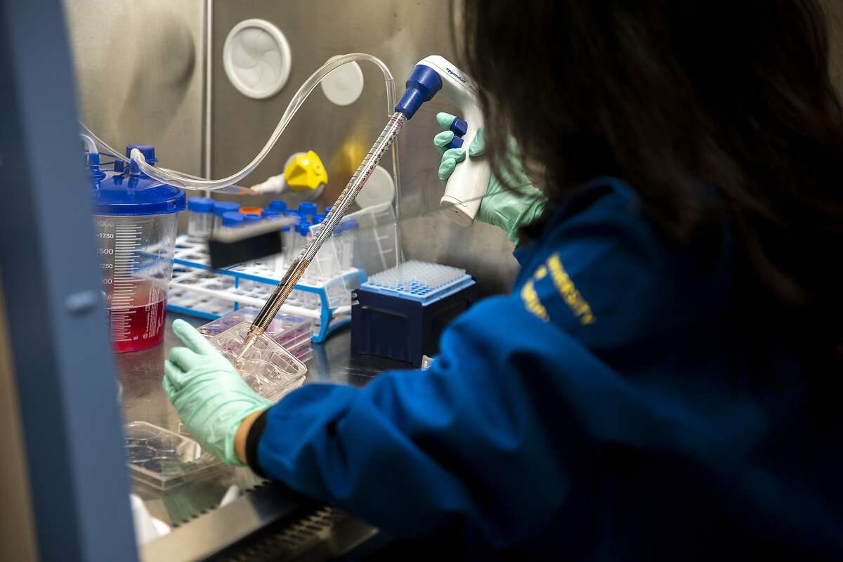 Faranak Fattahi, a stem cell biologist, cultures heart cells derived from stem cells at the UCSF Stem Cell Research Center on Wednesday, July 1, 2020, in San Francisco, Calif. The cells will then be infected with the novel coronavirus and drugs to test how it reacts. The UCSF researches have screened more than a thousand drugs to see which ones could lower the vital receptor levels of the novel coronavirus. FattahiÕs studies also show men with COVID-19 get sicker and die more often than women.