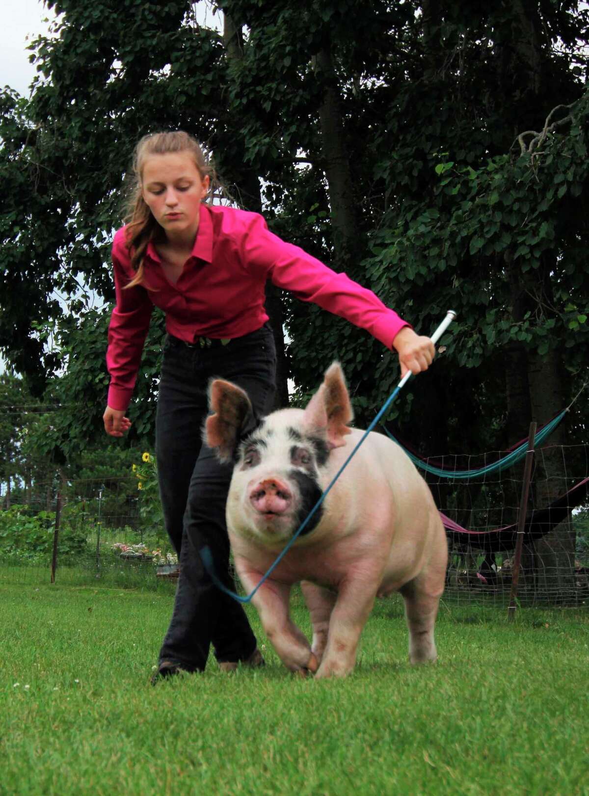 Virtual 4-H showcase to feature over 100 entries