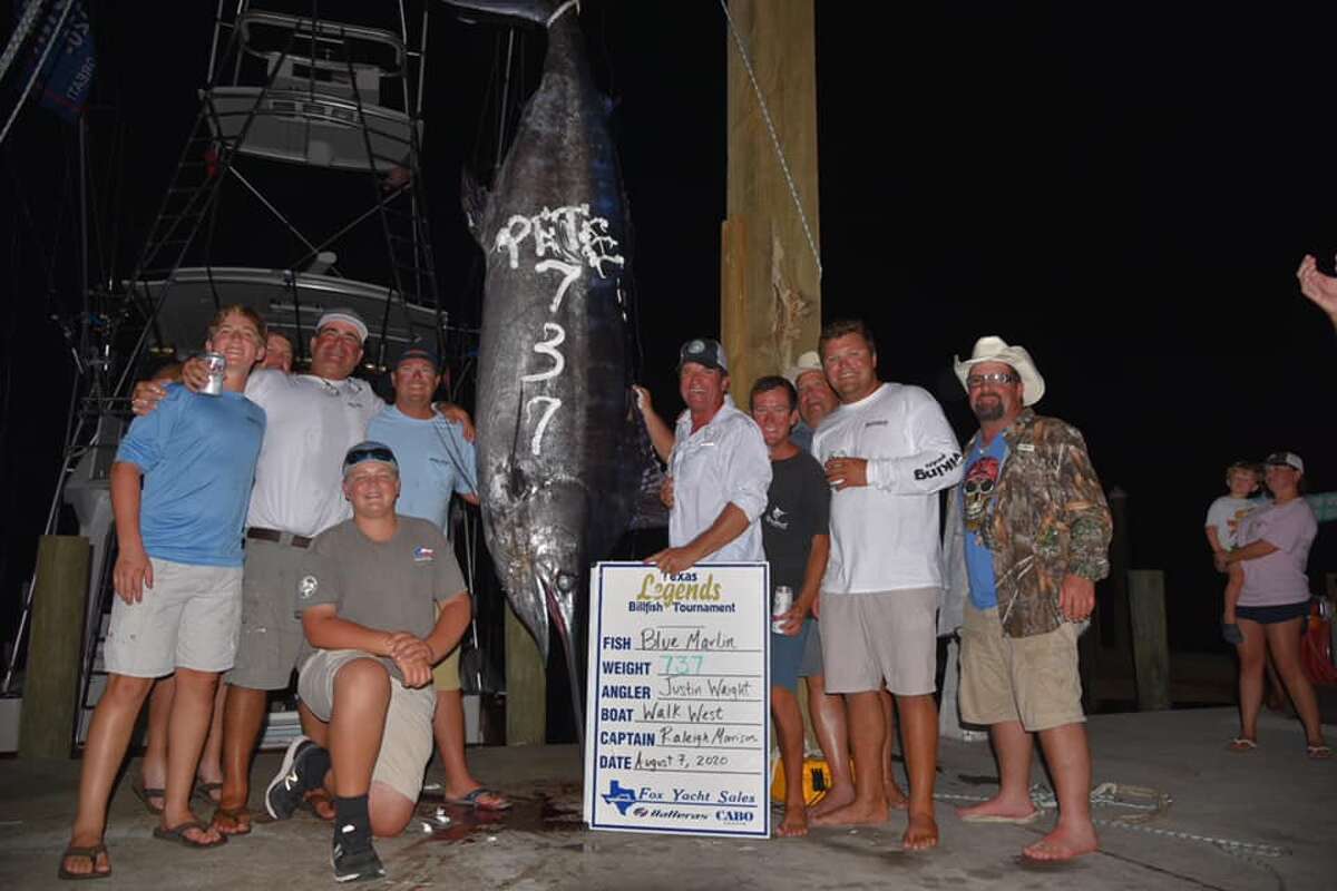 Fishermen competing in a the Texas Billfish Tournament last Friday caught a massive 737-pound blue marlin. According to tournament organizer Dave Cochrane, the fish was the largest blue marlin to ever be weighed in at Port Aransas.