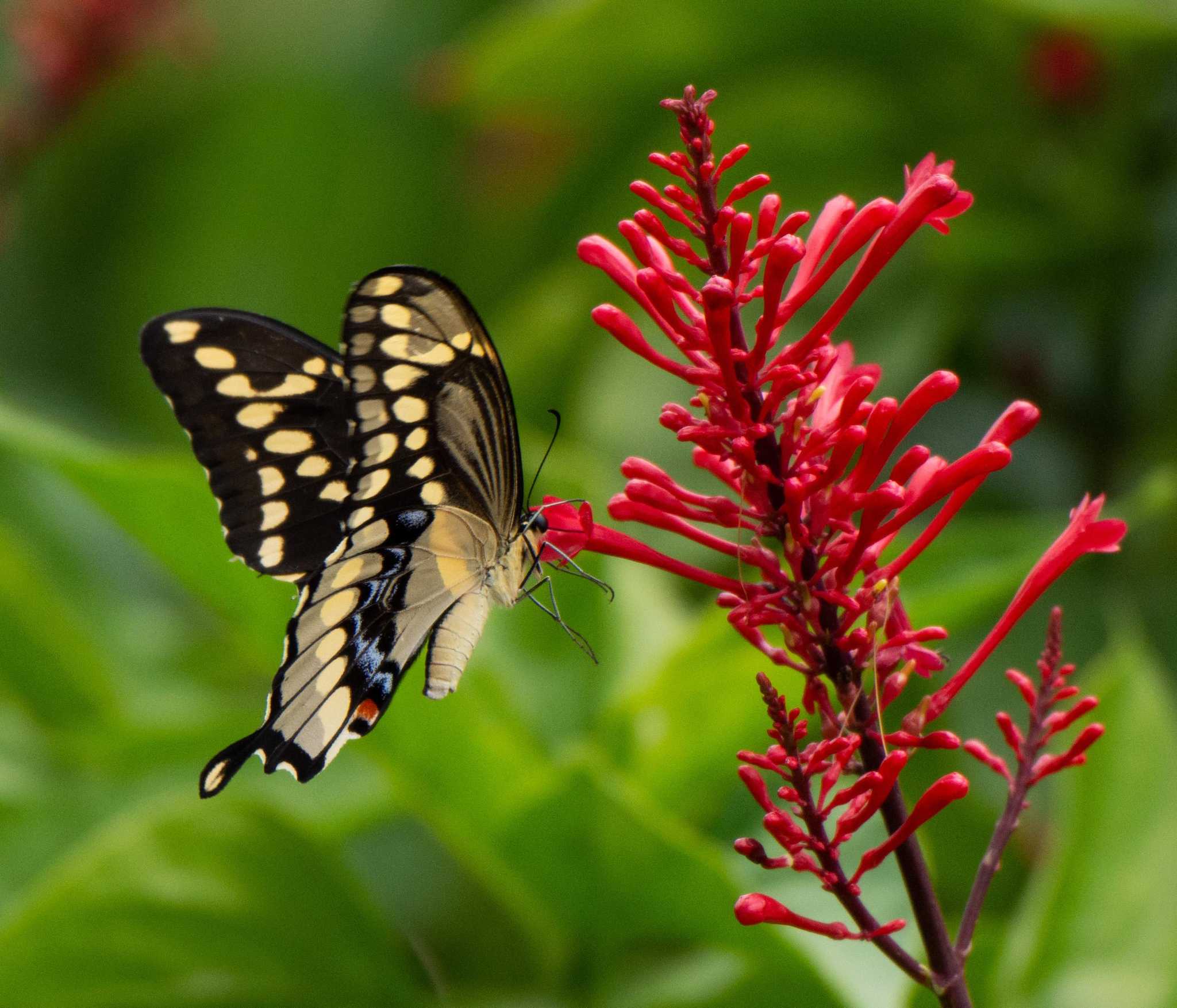 Calvin Finch Great fall nectarproducing plants for San Antonio