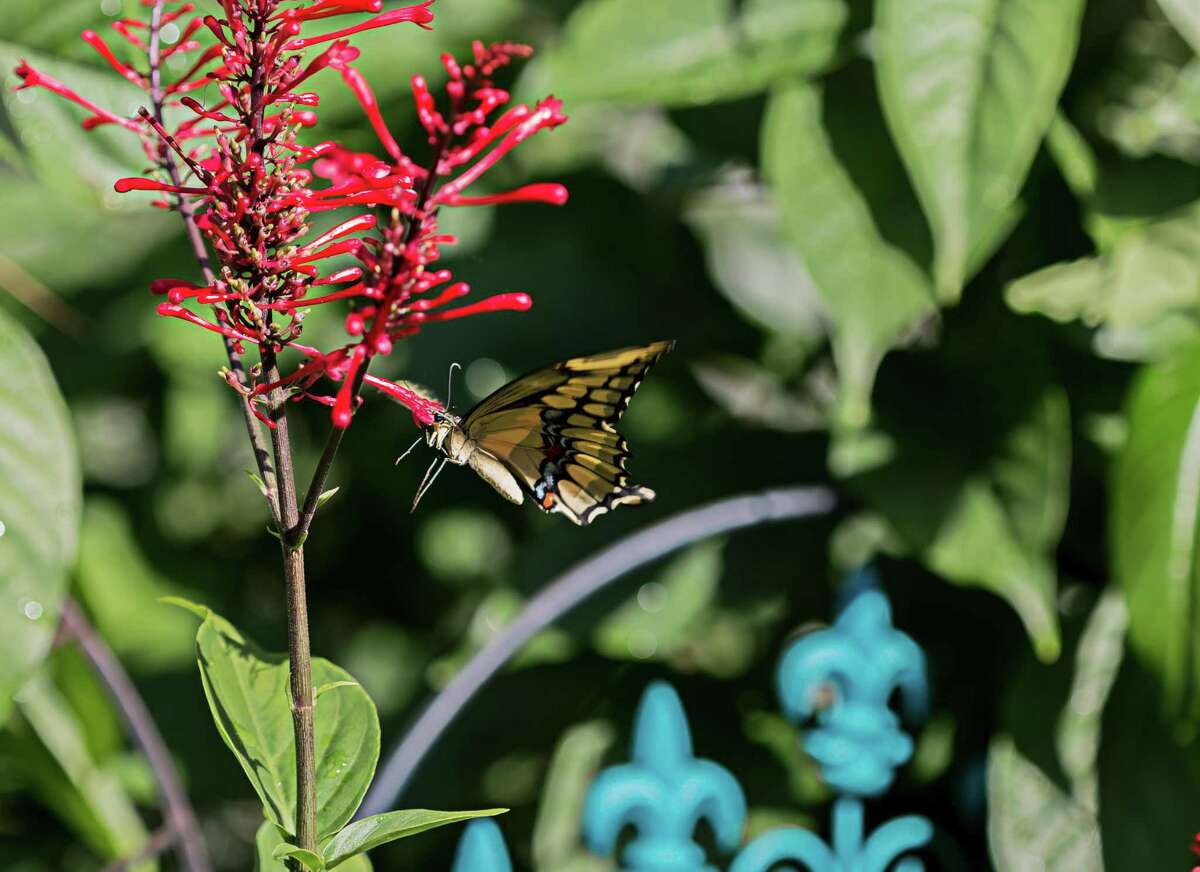 Calvin Finch Great fall nectarproducing plants for San Antonio