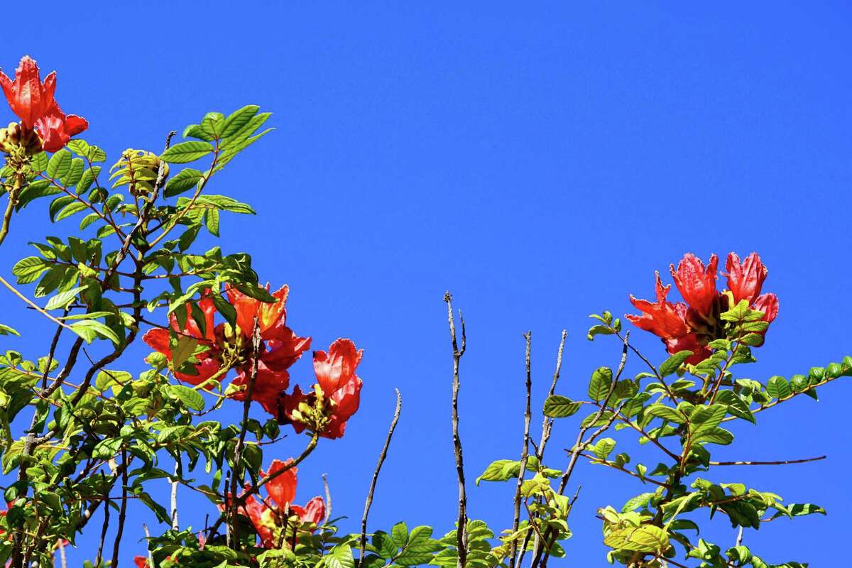 Calvin Finch: Great fall nectar-producing plants for San Antonio ...