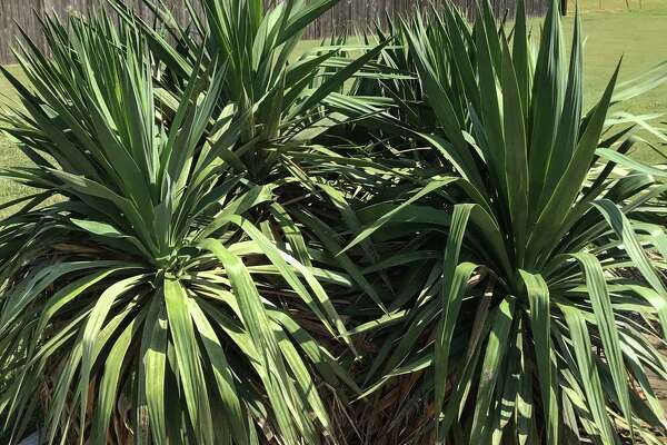 Neil Sperry Yuccas Are Going To Grow So Controlling The Spread Means Cutting Off Stems You Don T Want Expressnews Com