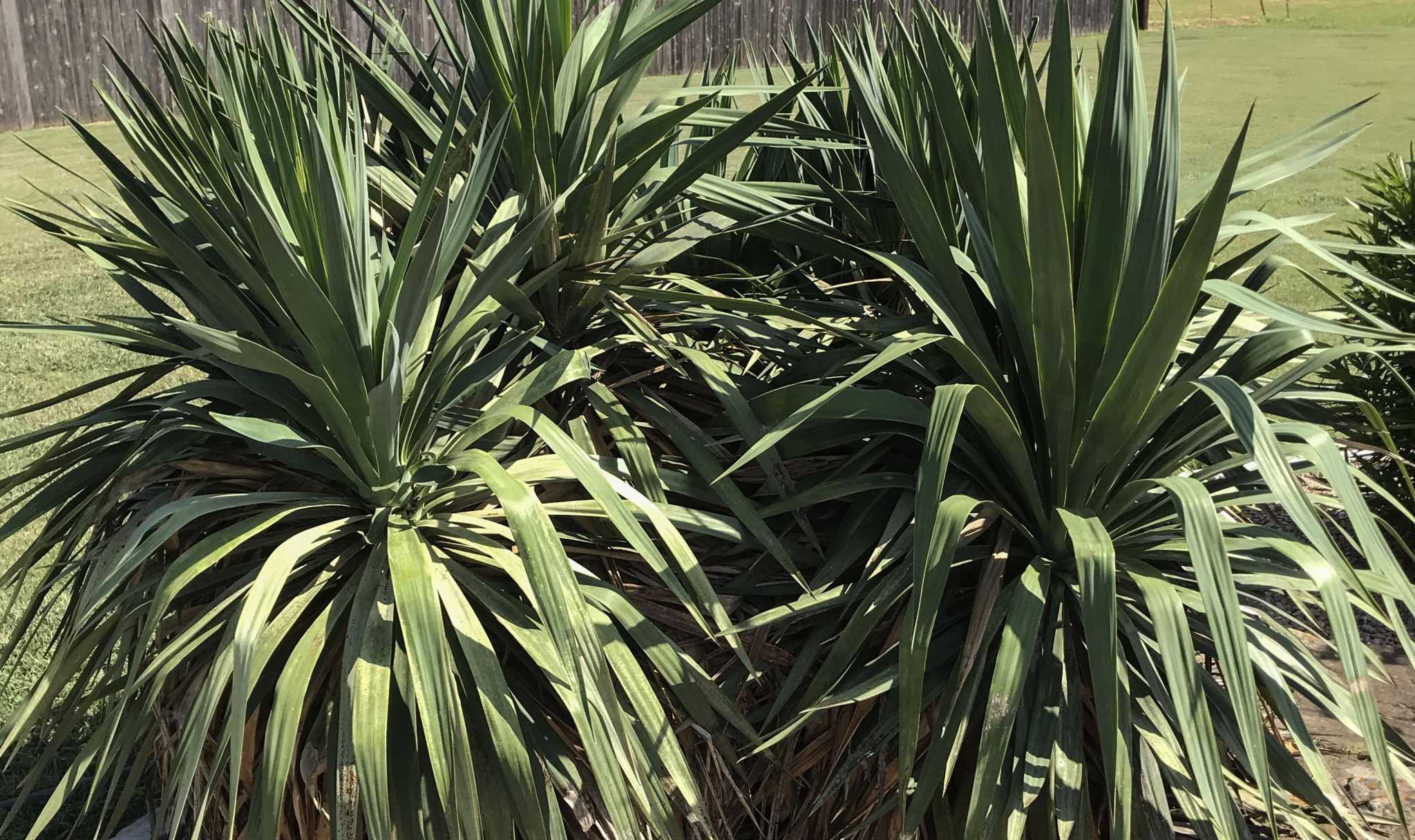Neil Sperry Yuccas Are Going To Grow So Controlling The Spread Means Cutting Off Stems You Don T Want Expressnews Com