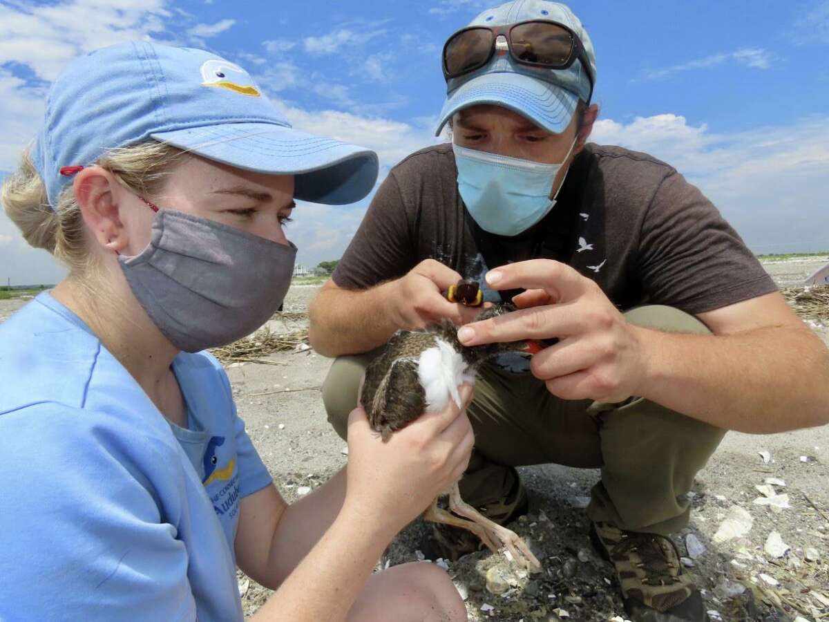 Connecticut Audubon employees Stefan Martin and Kat Gilles work to remove the fishing line from an American Oystercatcher at Milford Point.
