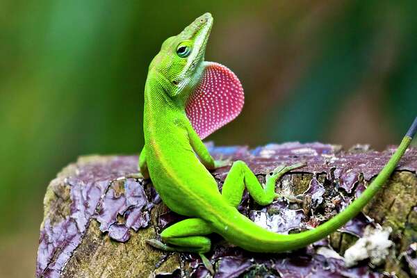 S.A.’s Common Critters: Nothing common about the green anole, San ...