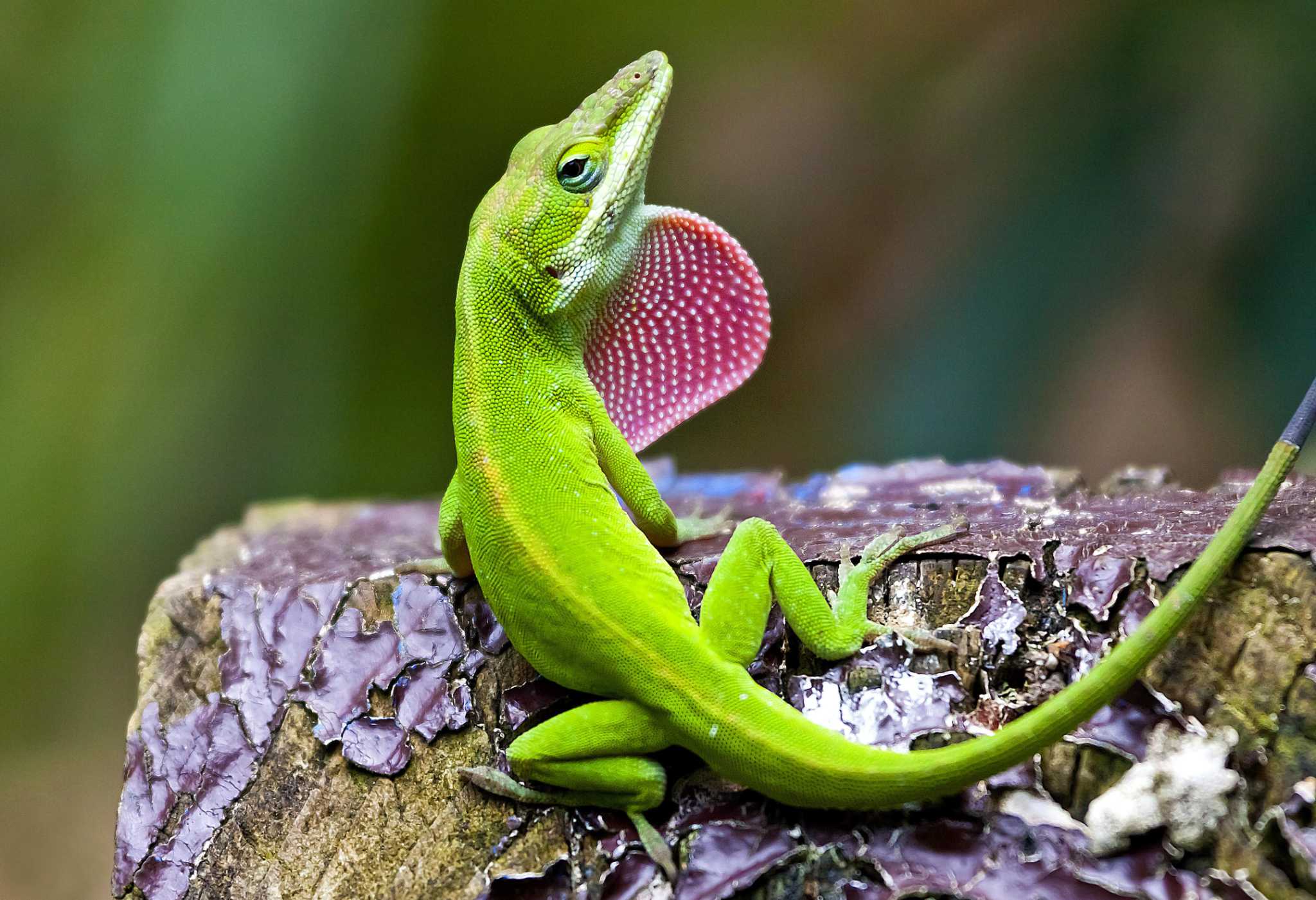 S.A.’s Common Critters: Nothing common about the green anole, San ...