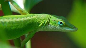 S.A.’s Common Critters: Nothing common about the green anole, San ...