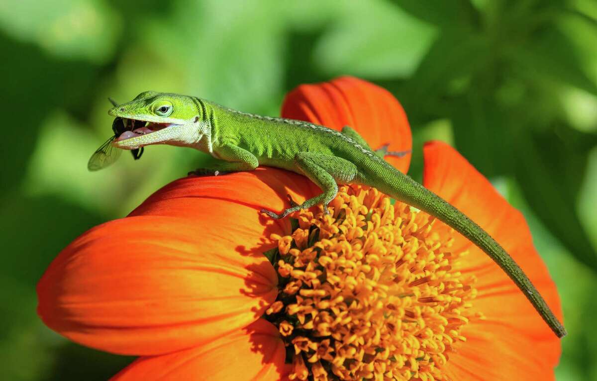 Green anoles eat all sorts of insects, from flies to crickets and spiders.