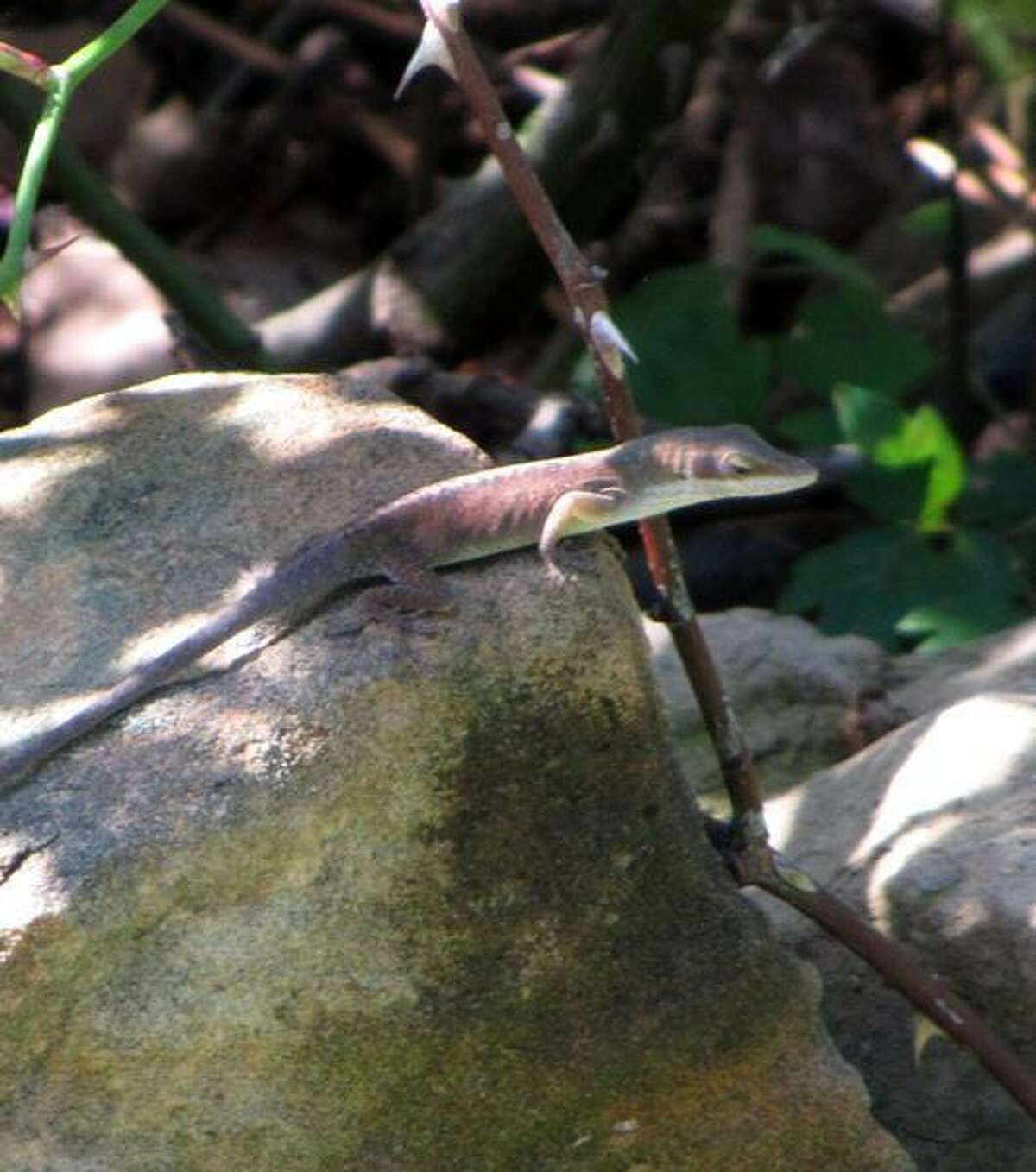 S.A.�s Common Critters Nothing common about the green