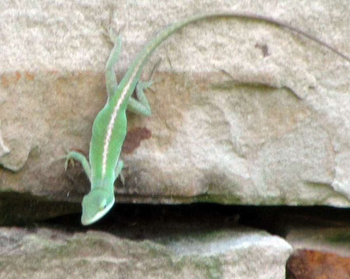 S.A.’s Common Critters Nothing common about the green anole, San