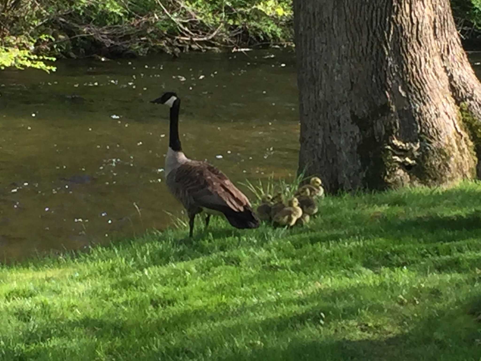 Opinion: Canada geese are anything but pests