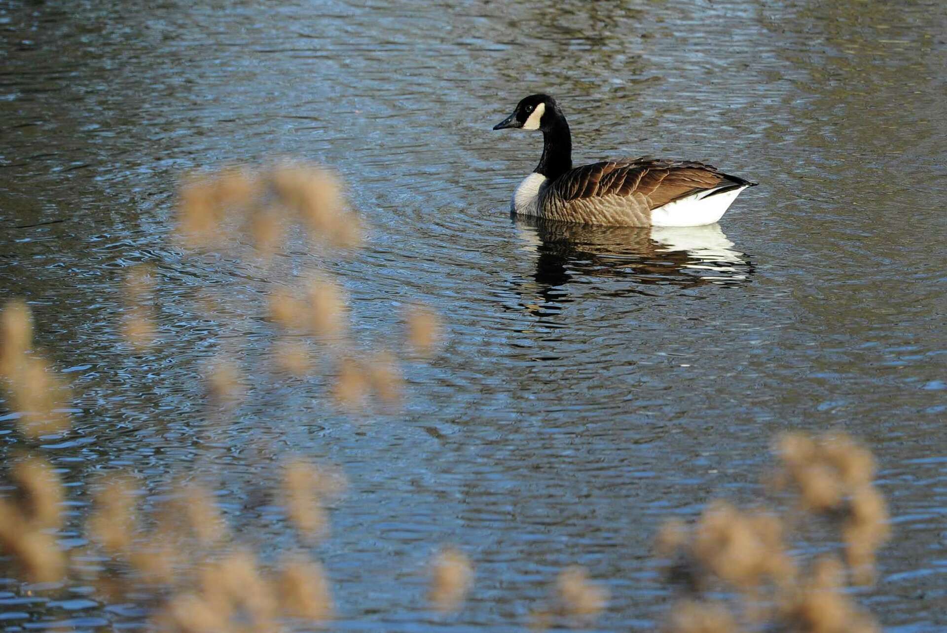 Opinion Canada geese are anything but pests