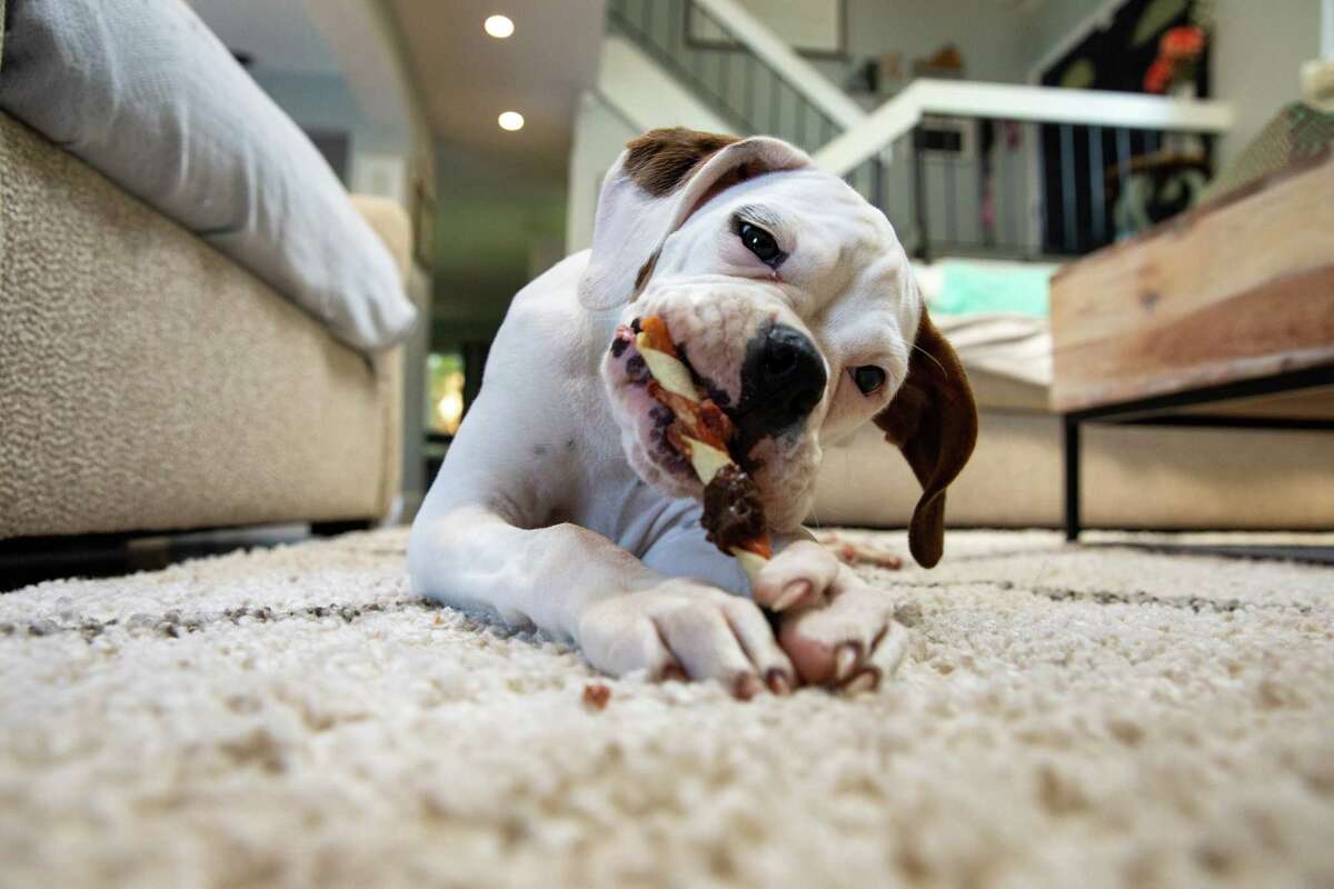 Four-month-old Boxer puppy Koda Kee chews on a treat at her family's home in Springfield, Va.
