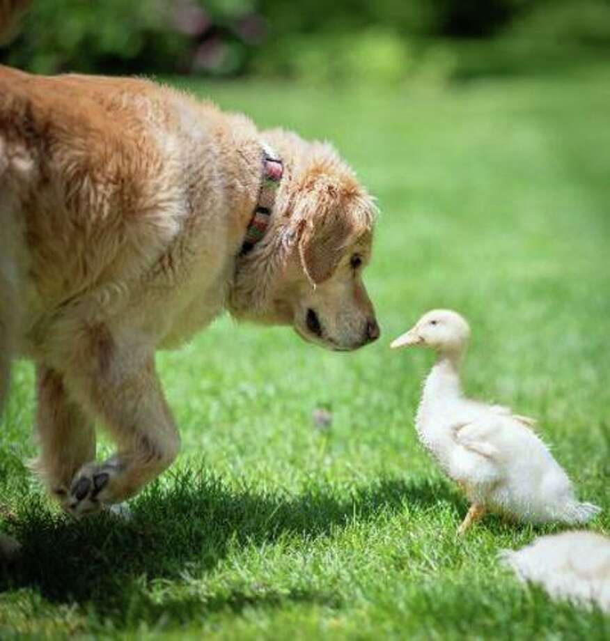 golden retriever and duck