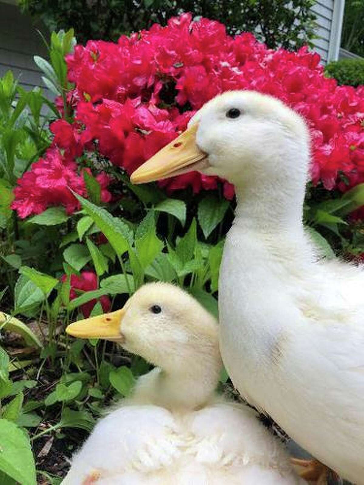 The Bousquet family adopted two Pekin ducks in April. From left, sisters Quackers and Peanut Butter were raised in the family home until Peanut Butter was killed by a raccoon and Quackers went missing.