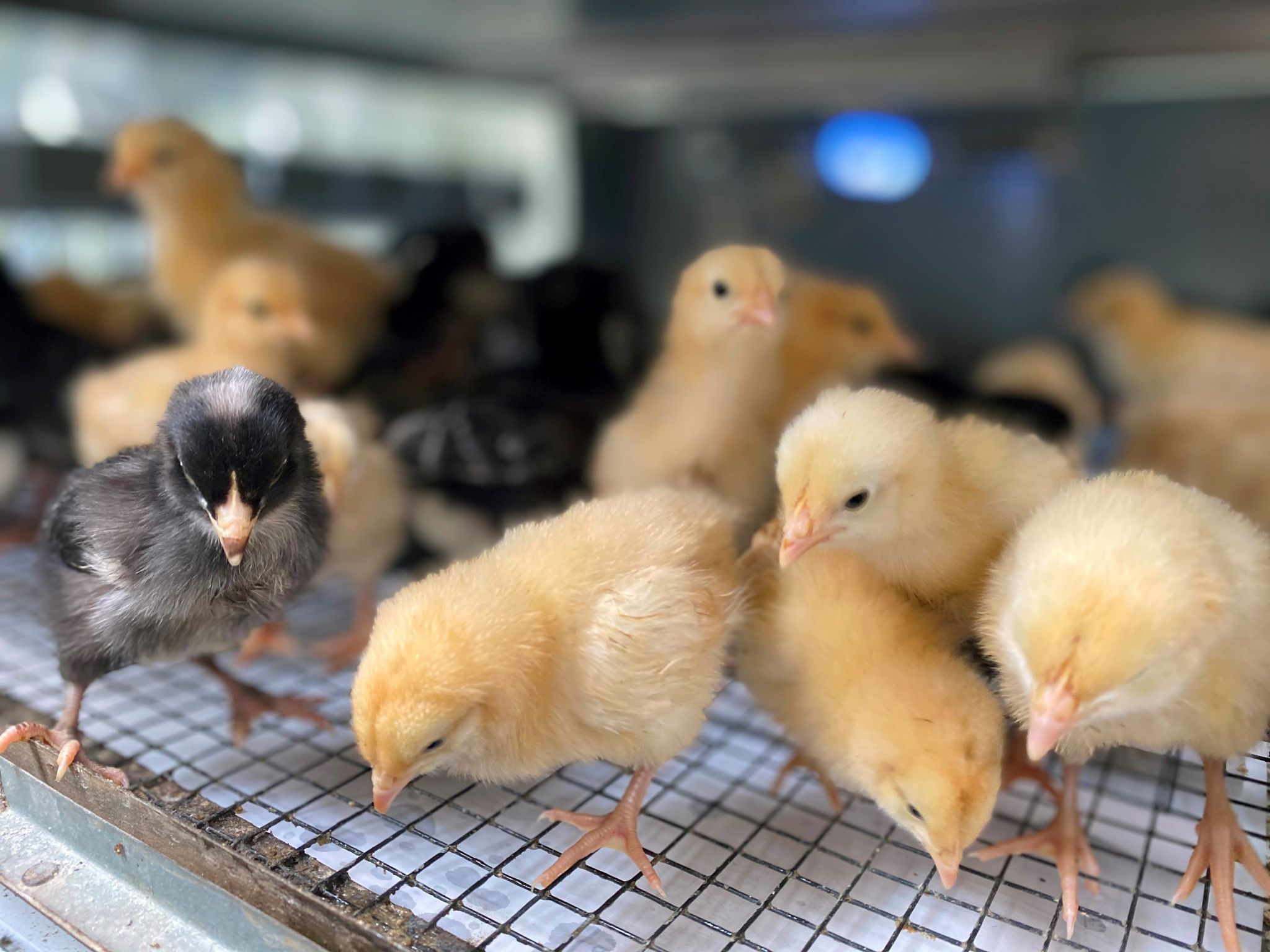 Backyard Chickens Are Thriving In Houston Amid Coronavirus Pandemic