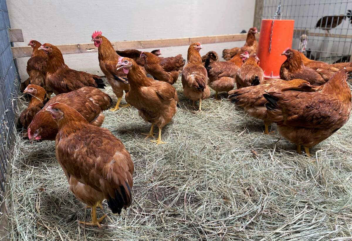 Chickens For Sale In Houston Live Oak Chicken Farm On Site Chicks Live Oak Chicken Sale