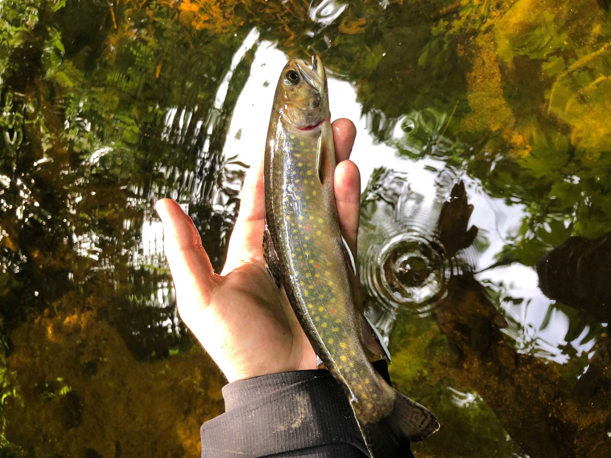 CT adds minimum size limit for brook trout as species faces decline