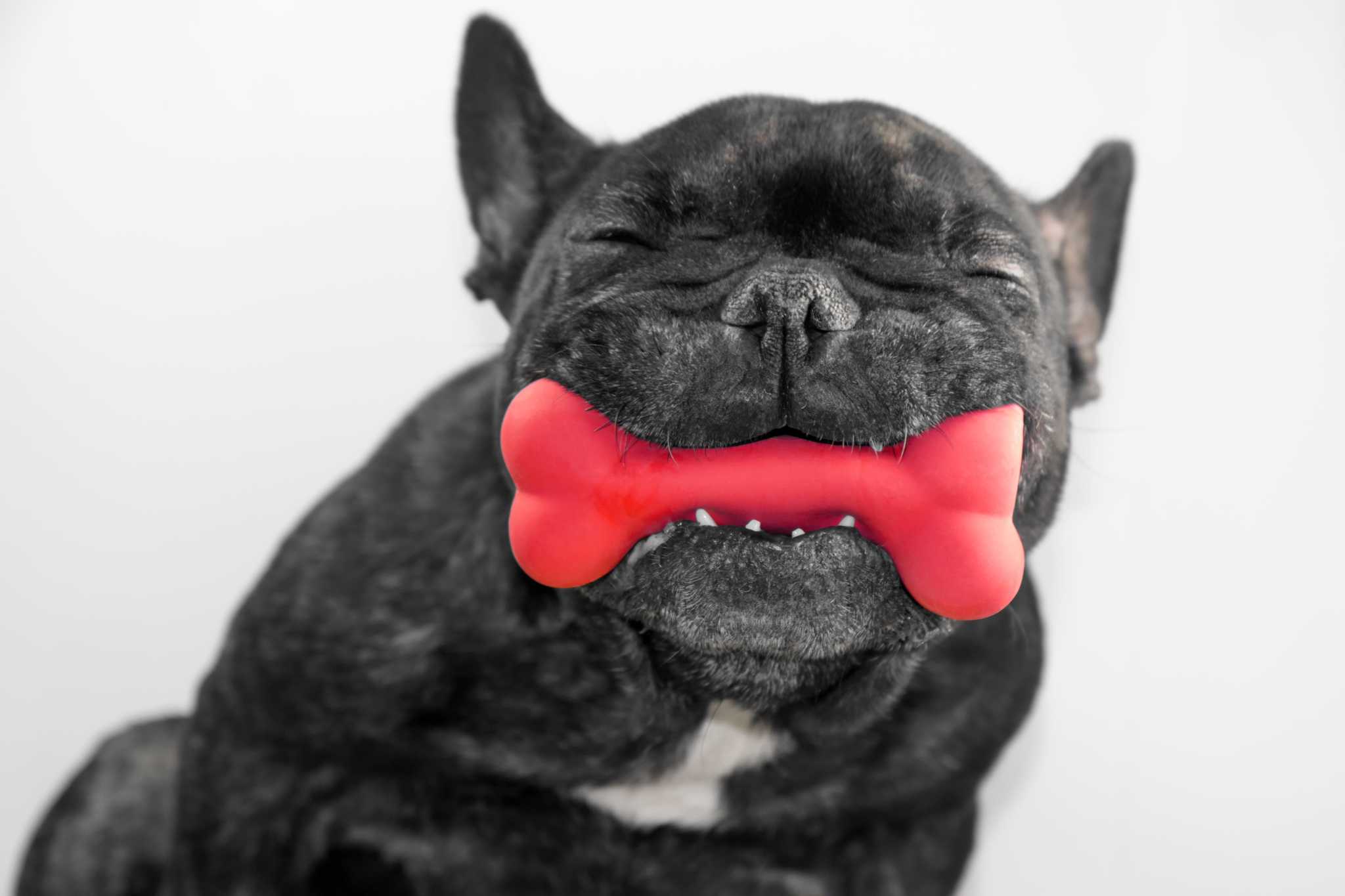 indestructible dog stuffed animal