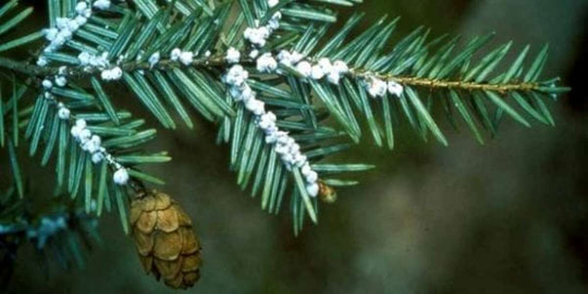 Hemlock wooly adelgid is an invasive East Asia insect that feeds off the sap of Hemlock and Spruce trees.