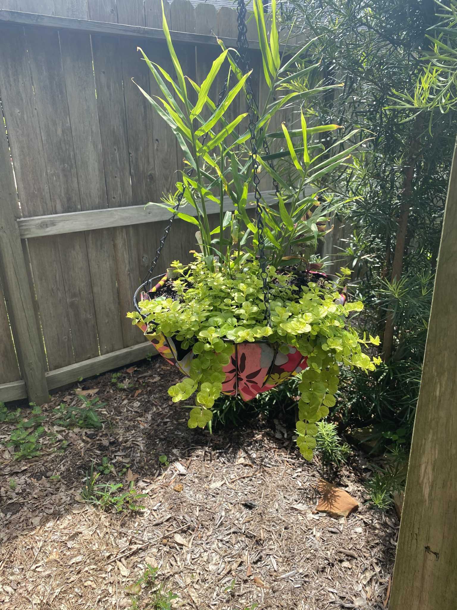 Master Gardener Hanging baskets can offer beauty in a small space