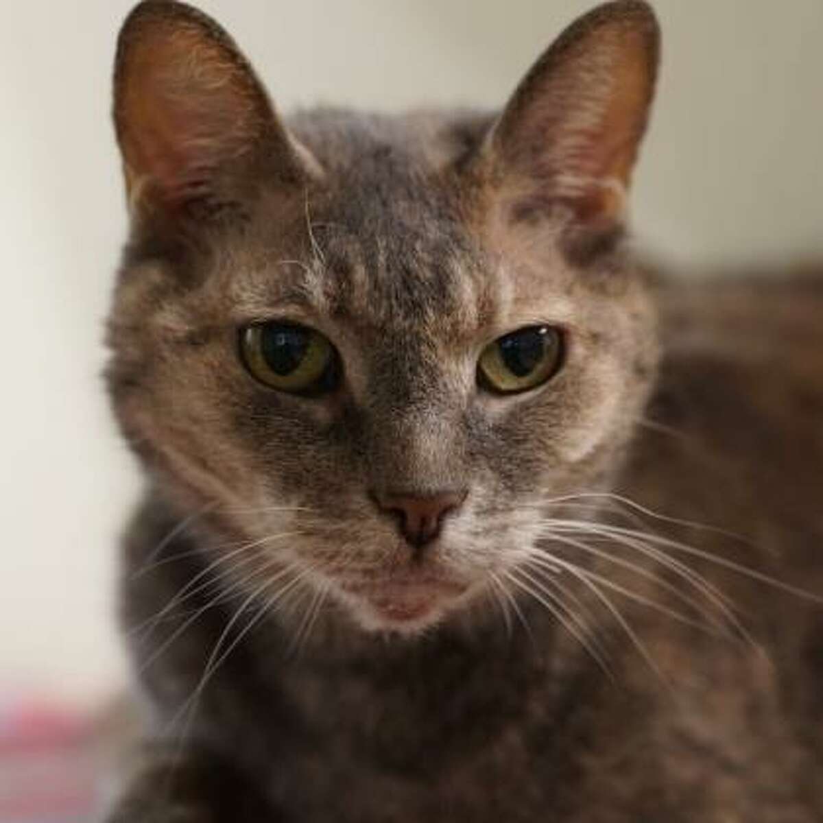 Ashes is a 6-year-old female domestic shorthair mix.