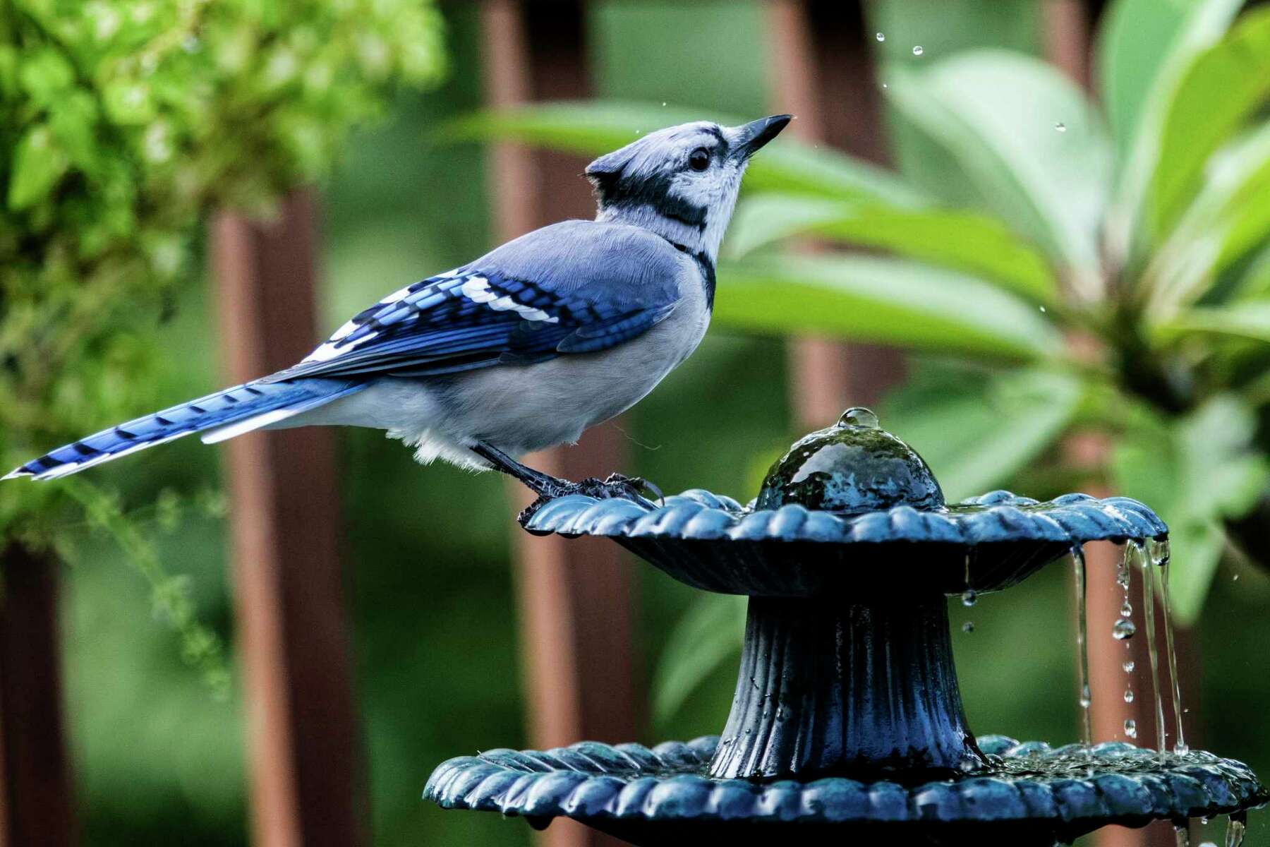 San Antonio S Blue Jay Birds Have A Bold Color And A Brash Bird Call To Match Their Attitude