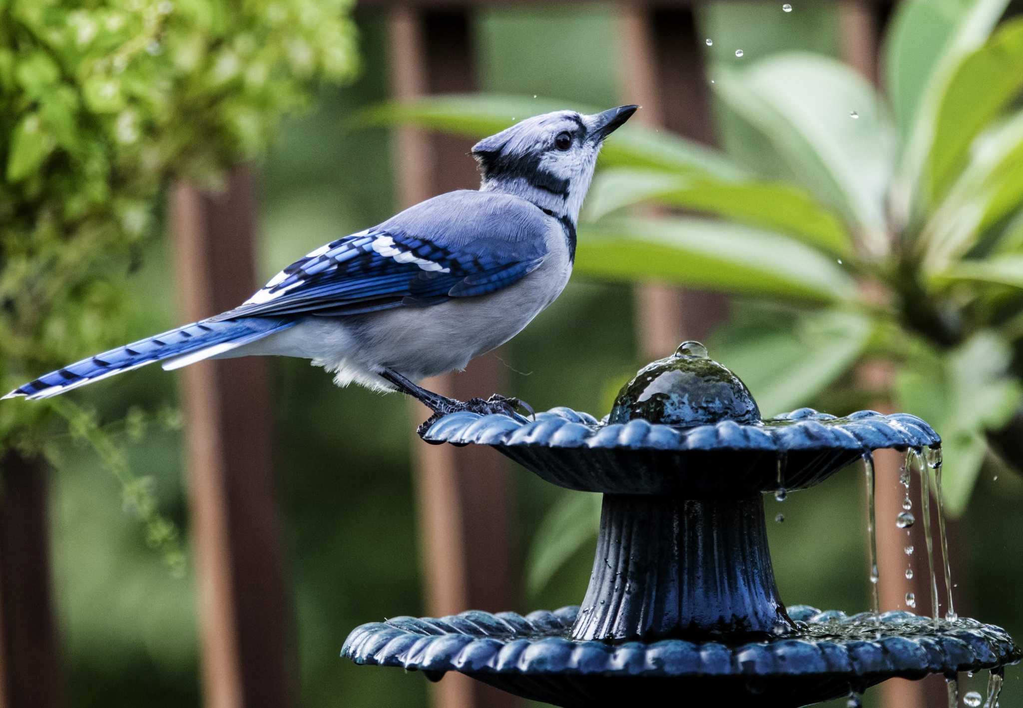 San Antonio S Blue Jay Birds Have A Bold Color And A Brash Bird Call To Match Their Attitude