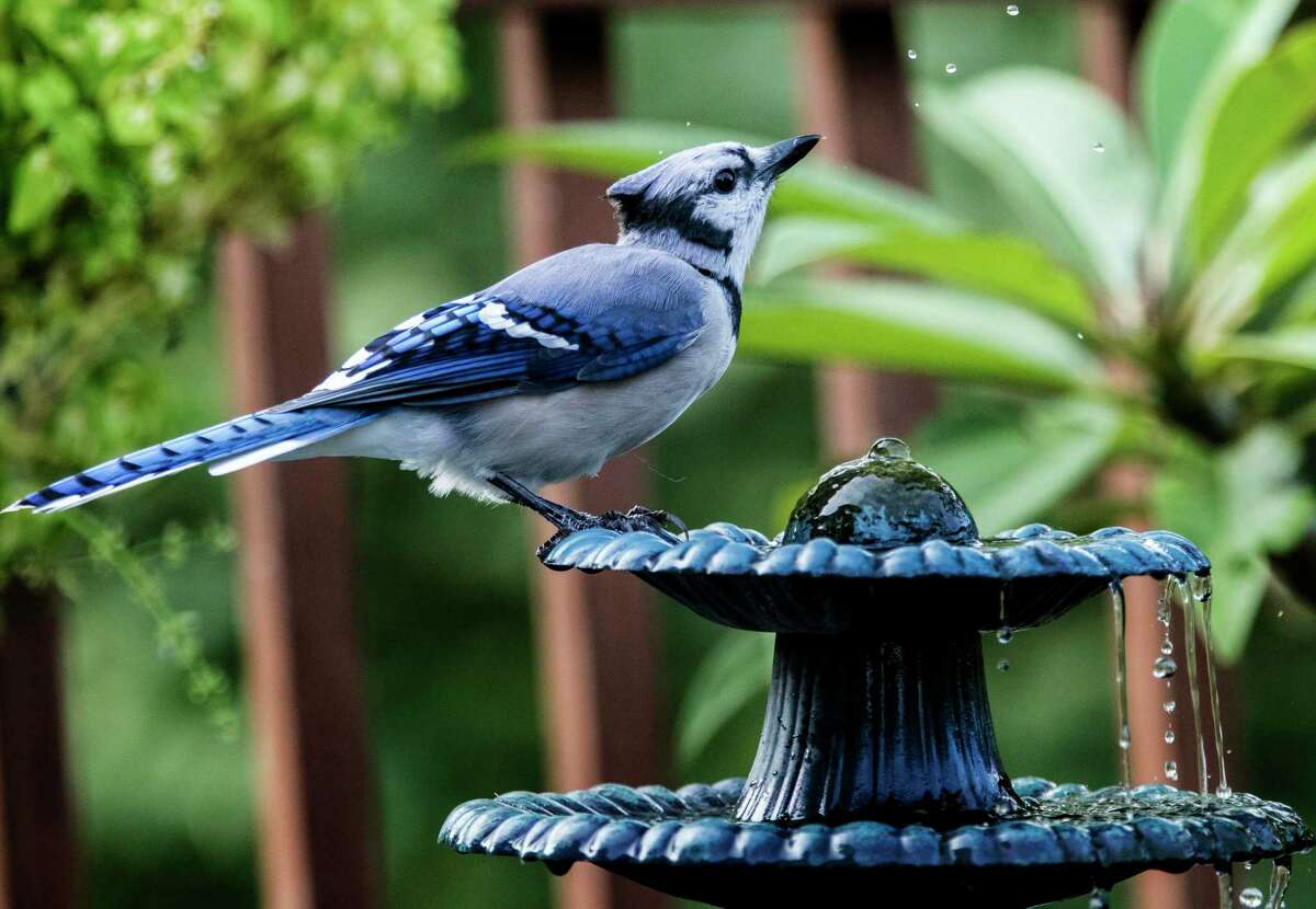 San Antonio's blue jay birds have a bold color and a brash bird call to  match their attitude