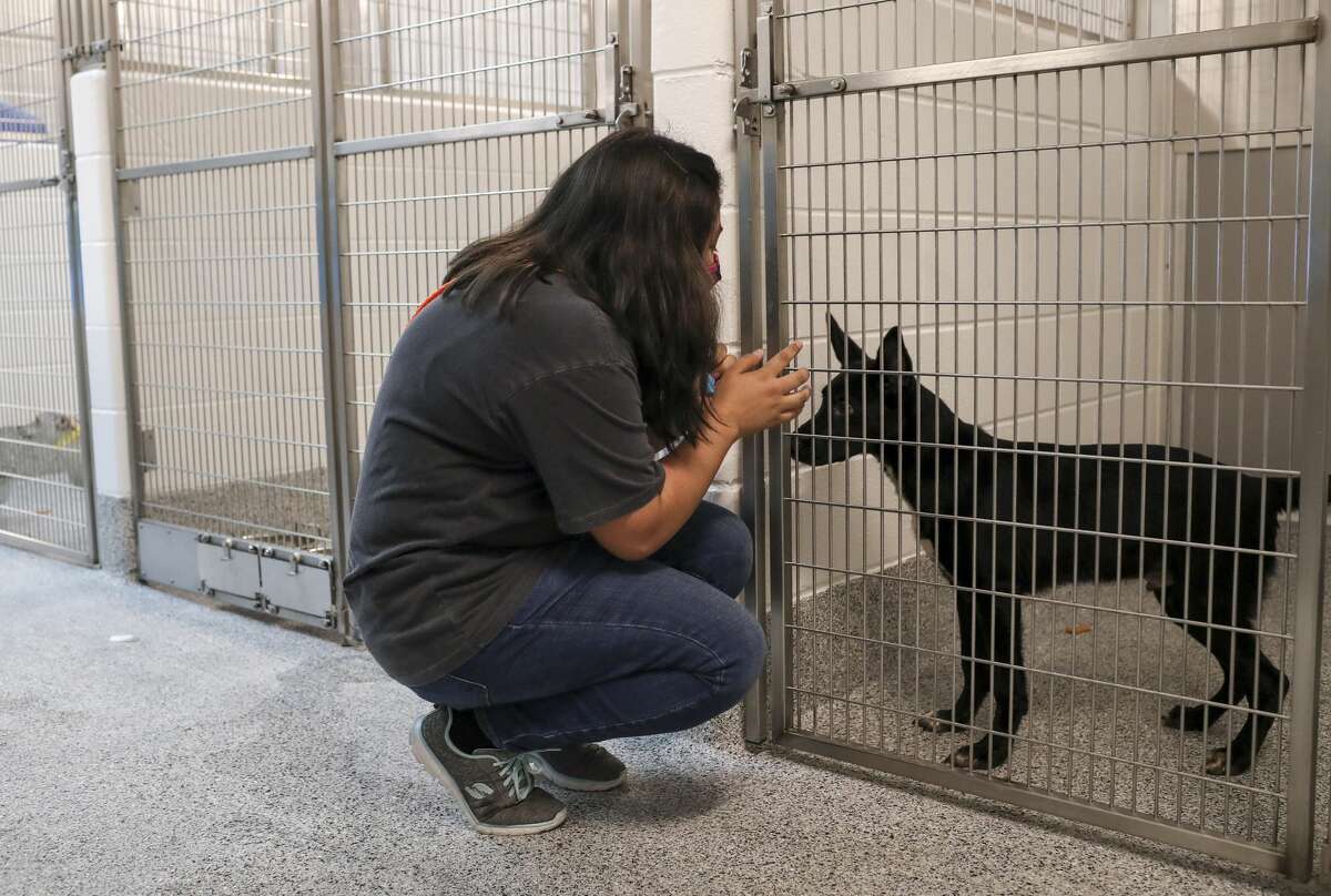 Sidney Salgado, a kennel technician, talks to a dog Wednesday, Aug. 12, 2020, at Harris County Pets in Houston. Animals were moved from the old shelter into the new shelter that morning.