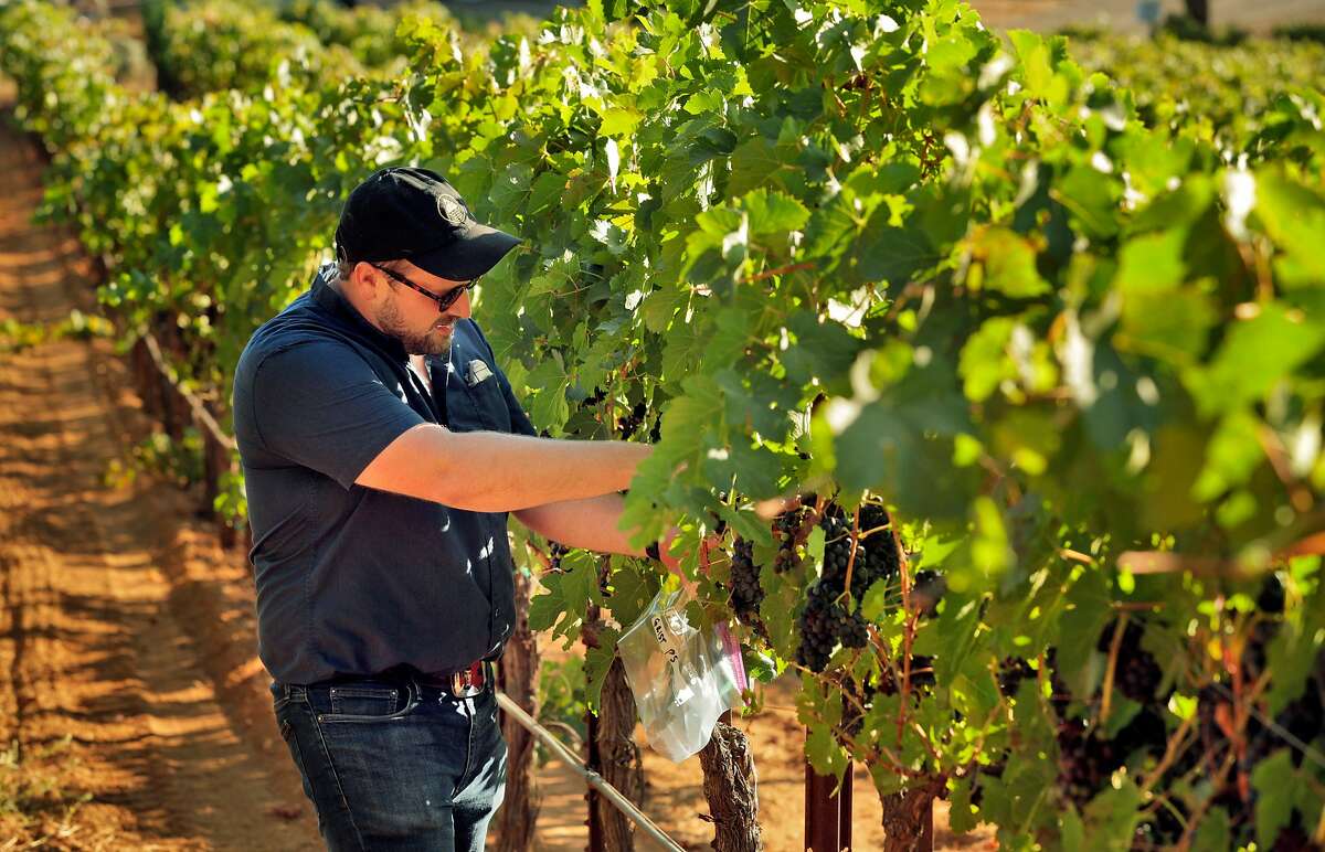 Scott Kirkpatrick samples grapes at Grist Vineyard where he will soon harvest with his wife, Alison Watkins in Healdsburg, Calif., on Wednesday, August 12, 2020. Scott Kirkpatrick and Alison Watkins are the couple behind Mountain Tides, a wine label focusing on Petite Sirah throughout California. They are making Petite Sirah in a new, exciting way, rejecting the dense, unbalanced styles of the wine that are popular and crafting versions with more finesse and energy.