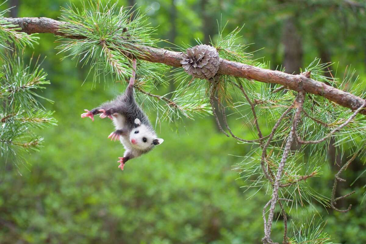 Opossums have a prehensile tail that serves as a fifth appendage.