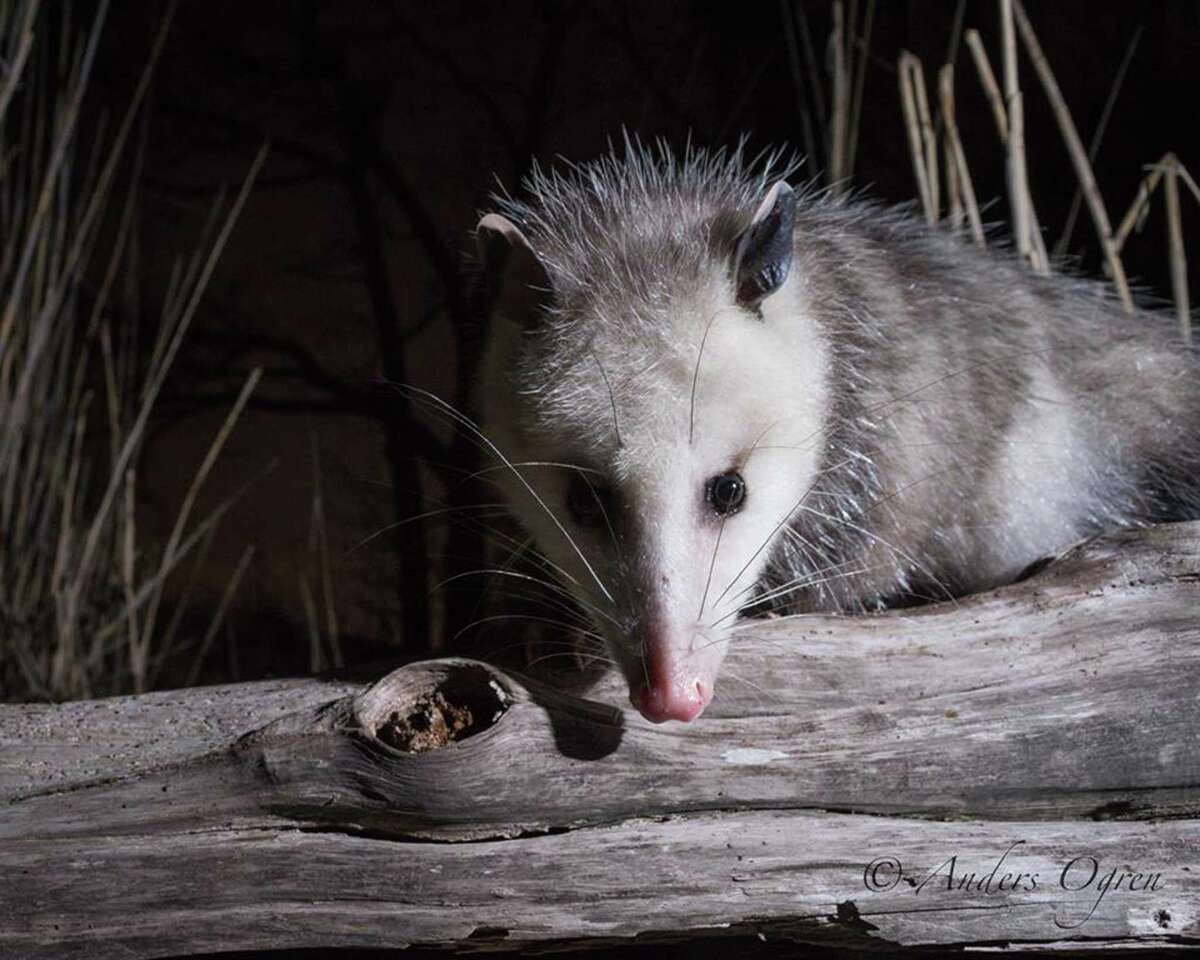 The Virginia opossum is the most common in the United States. It’s also the only marsupial found in North America.