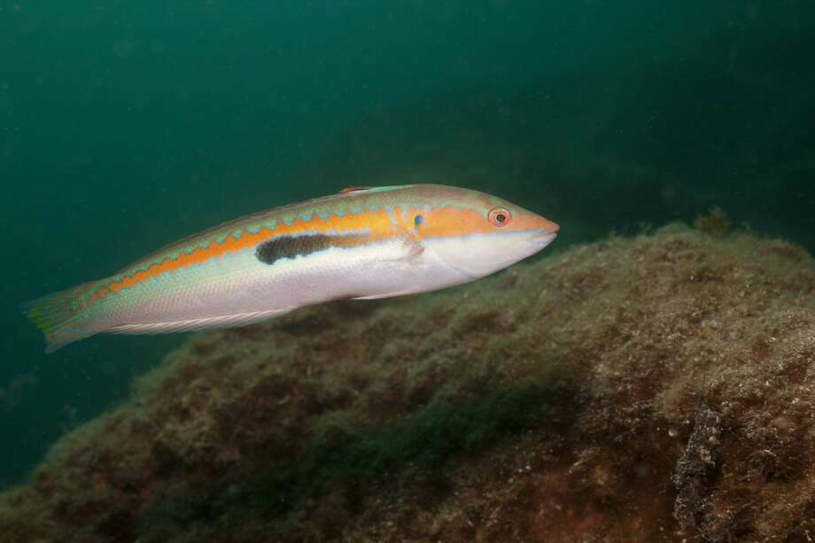 Kory Evans is currently scanning wrasse skeletons, a family of fish with over 600 species, like this rainbow wrasse. Photo: Ullstein Bild/ullstein Bild Via Getty Images