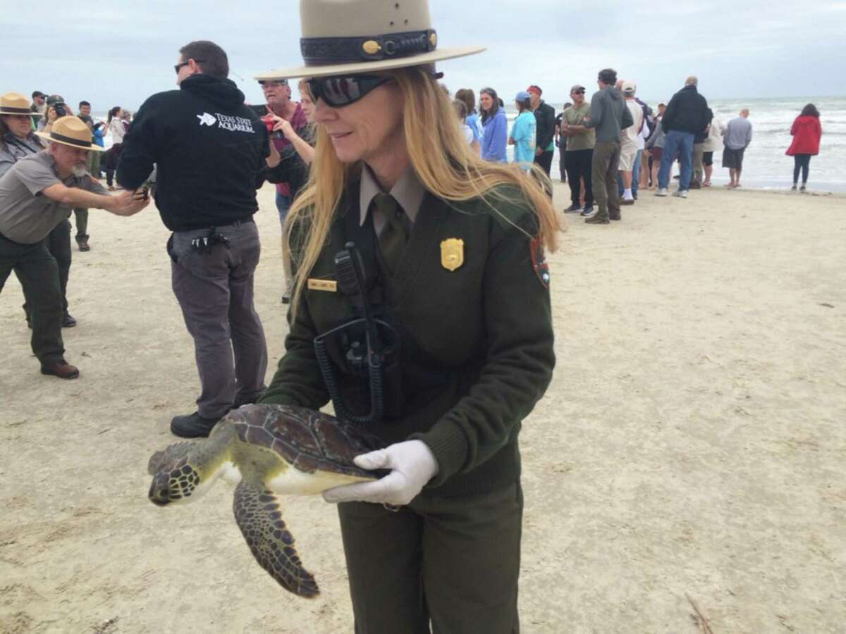 Critical sea turtle program on Padre Island threatened with cuts