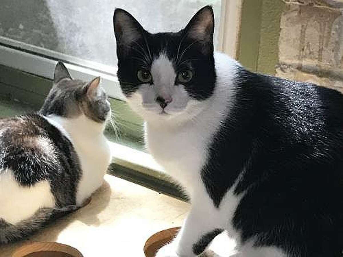 little paws rescue society