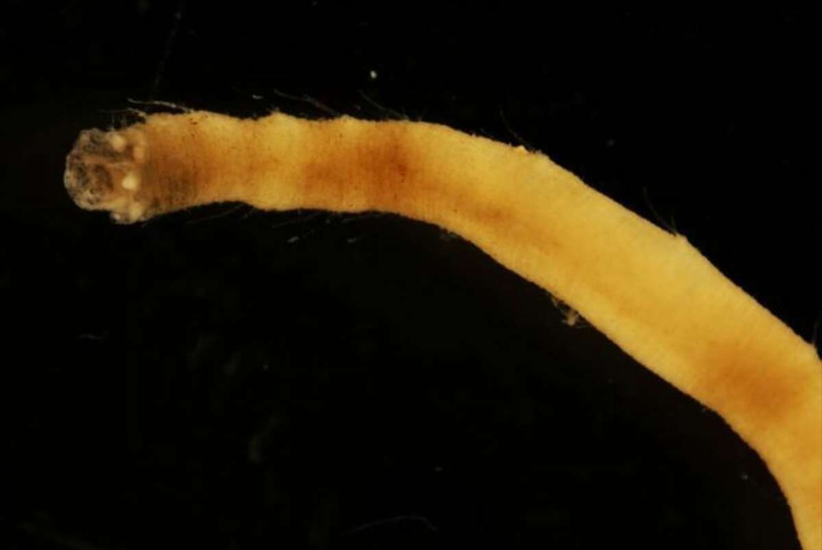 New species of sea worm found in the southern ocean