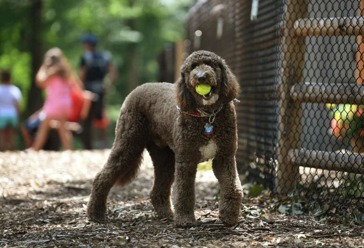 Photos: Canines play at new Stratford dog park