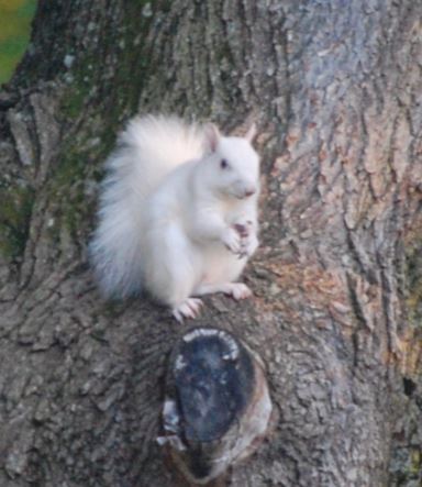 Rare White Squirrels Seen In Colonie