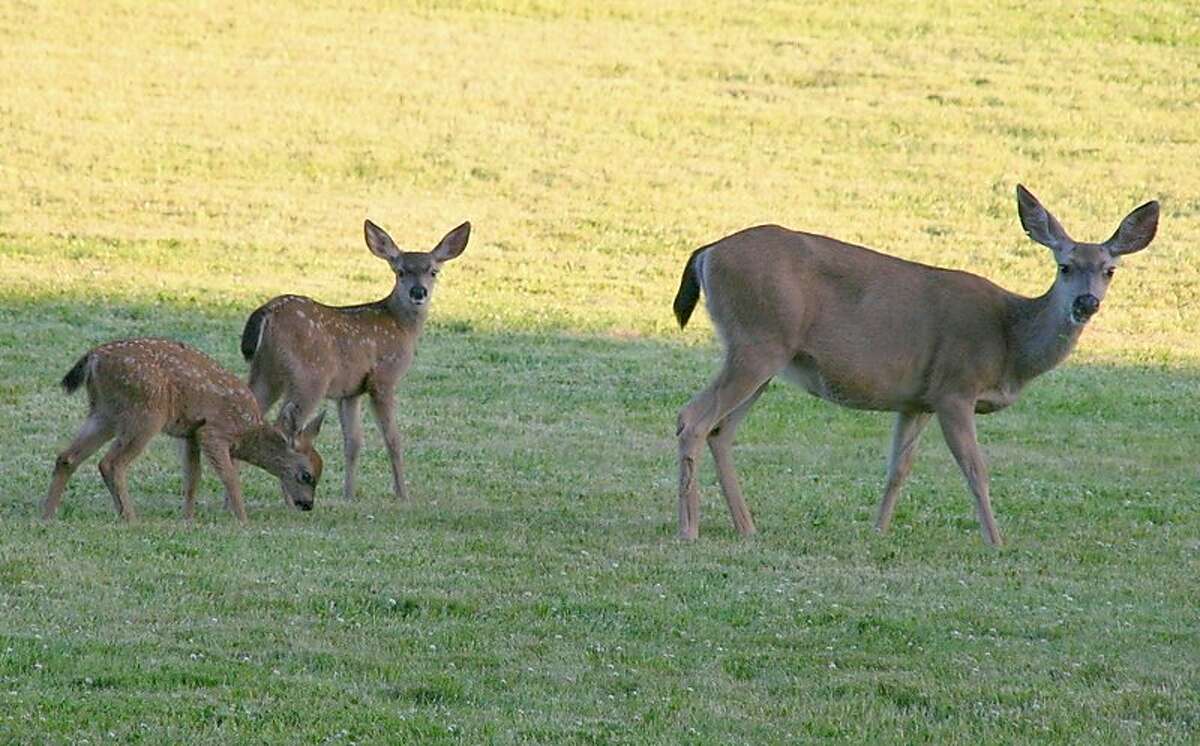 Doe with fawns in meadow near picnic area at Palo Alto Foothills Park Photo by Susan Vance [Permission to use]